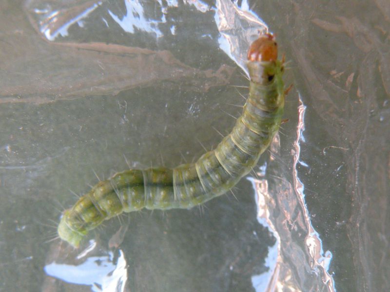 Cacoecimorpha_pronubana_larva.jpg