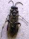 DSCN9785 - Copia.JPG