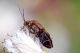 cimice37_cr.jpg