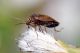 cimice39_cr.jpg