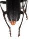 DSC_6814 Acmaeops.jpg
