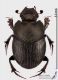 Onthophagus_ponticus_f1s.jpg