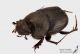 Onthophagus_ponticus_fs2.JPG