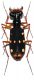 Thopeutica (Thopeutica) diana (J.Thomson, 1859) (2).JPG