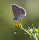 IMGP5360_P_icarus_Q_sm.JPG