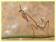 Empusa sp. - Anela - 12.8.2011 (1).JPG