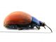 Comb0260_15jcr.jpg