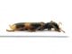 Comb0257_14jcr.jpg