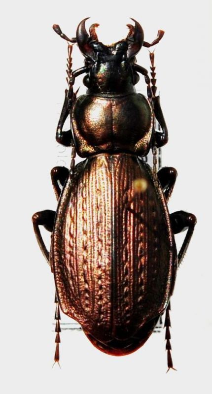 Carabus (Archiplectes) kratkyi Ganglbauer, 1890 - Kopie.JPG