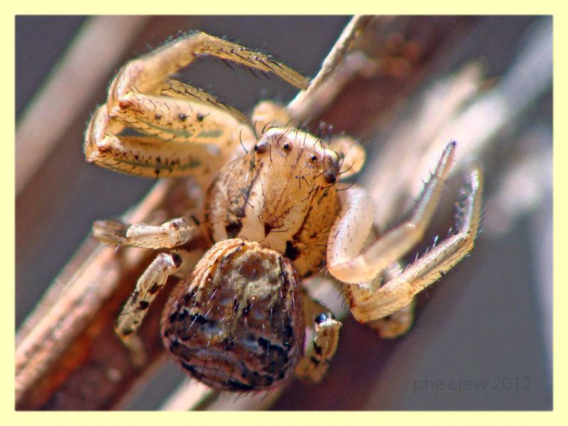 Xisticus sp. - Anzio - 28.2.2012 (3).JPG