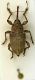 Curculio sp..JPG