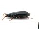 Comb0266_09jcr.jpg
