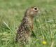 Spermophilus suslicus.jpg