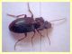 Carabidae - Anzio - 29.3.2011 (1).jpg