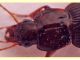 Carabidae - Anzio - 29.3.2011 (2).jpg