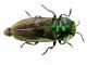 Antaxia-sp.jpg