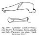 Aphodius (Melinopterus) reyi.jpg