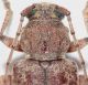 Trichoferus3.JPG