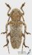 Niphona_picticornis_C00897_s.jpg