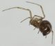 Steatoda1.jpg