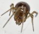 Steatoda2.jpg