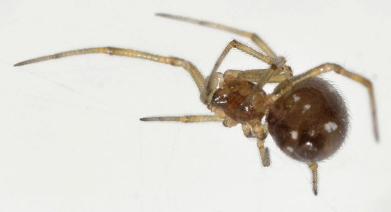 Steatoda3.jpg