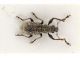 Comb0284_04jcr.jpg
