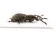 Comb0285_07jcr.jpg
