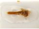 Comb0280_04jcr.jpg
