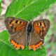probabile Lycaena phlaeas - Anzio - 16.9.2012.jpg