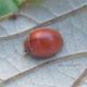 Coccinellidae - Anzio - 16.9.2012 (1).jpg