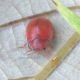 Coccinellidae - Anzio - 16.9.2012 (2).jpg