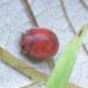 Coccinellidae - Anzio - 16.9.2012 (3).jpg