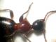 Anthelephila pedestris con protuberanza.JPG
