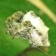 Araneidae - Anzio - 16.9.2012 (2).jpg
