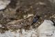 IMG_4894_Omocestus_petraeus.jpg