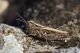 IMG_4906_Omocestus_petraeus.jpg