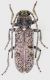 Trichoferus magnani hembra Firma y red.jpg