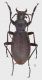 Carabus planicollis FagarasMts_m_forum.jpg