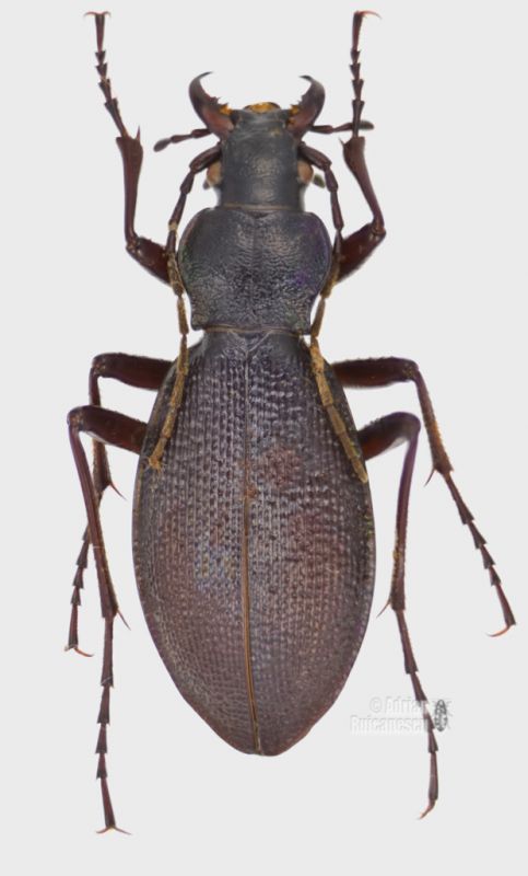 Carabus planicollis Faragas_f_forum.jpg