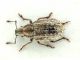 Comb0294_09jcr.jpg