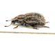 Comb0295_09jcr.jpg