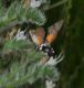 Macroglossum.jpg