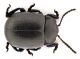 Comb0309_08jcr.jpg