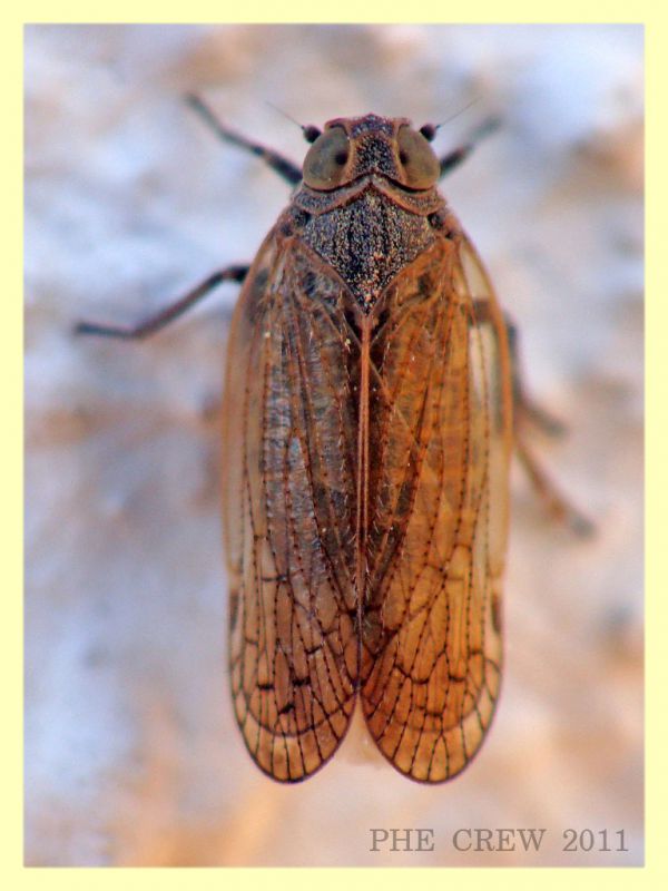 Cixiidae - Anzio - 19.5.2011 (1).JPG