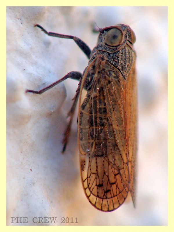 Cixiidae - Anzio - 19.5.2011.JPG