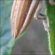 Lixus sp. - Anzio . 16.9.2012 (7).jpg