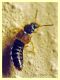 stafilino circa 3 mm. - Anela - 12.8.2011.JPG