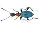 Anthelephila sp..JPG