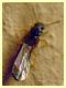 stafilino circa 3 mm. - Anela - 12.8.2011 (2).JPG